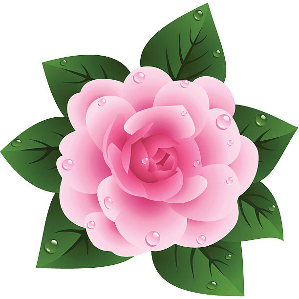 山茶花图片装饰图案插画素材3