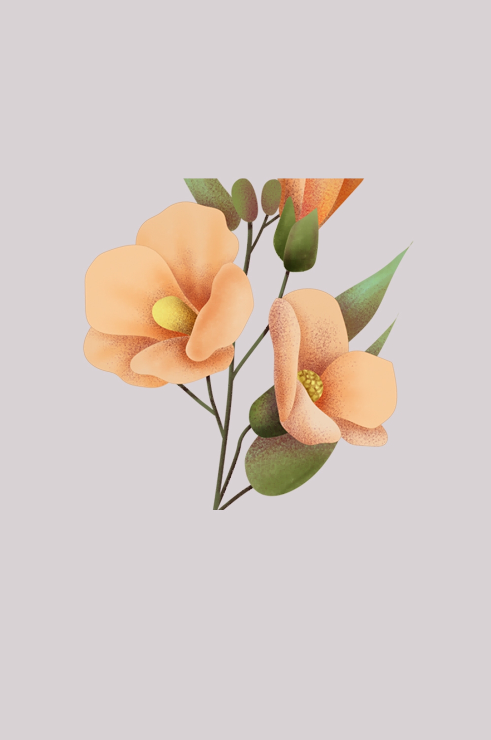 山茶花图片装饰图案插画素材2