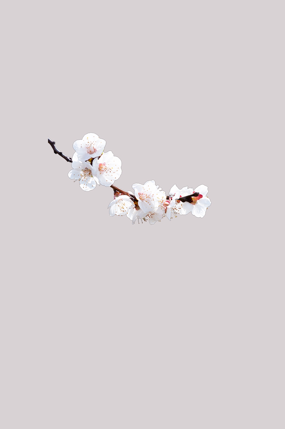 桃花素材图中国风海报设计桃树花枝透明背景73