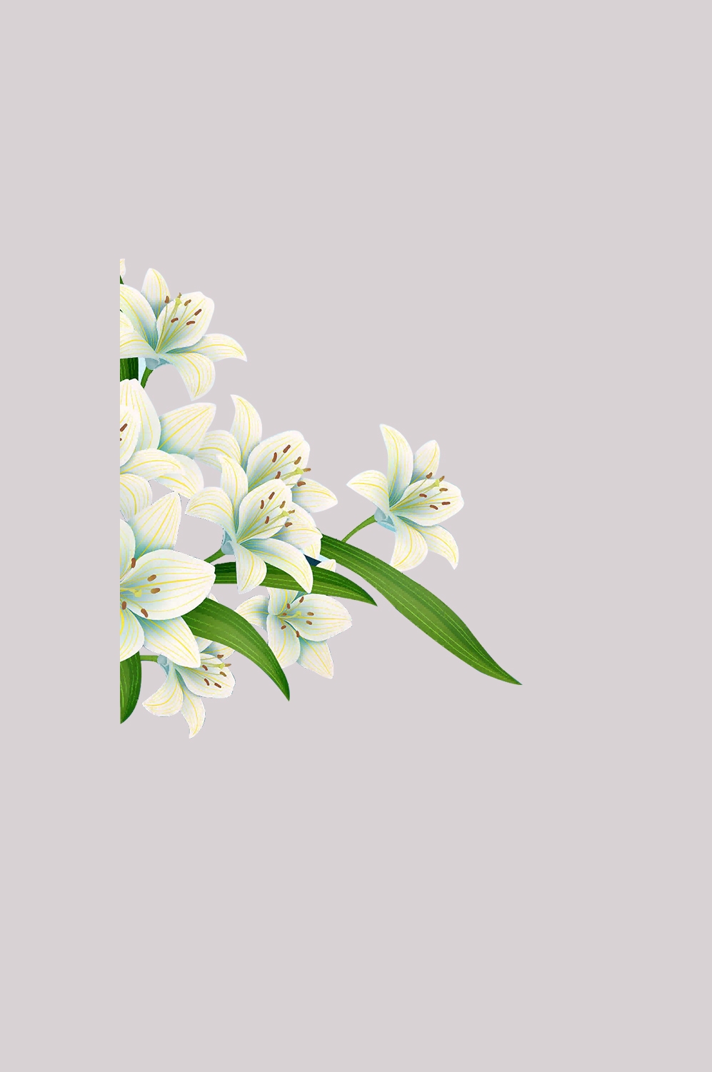 手绘淡雅玉兰花枝花朵装饰元素插图免抠素材32