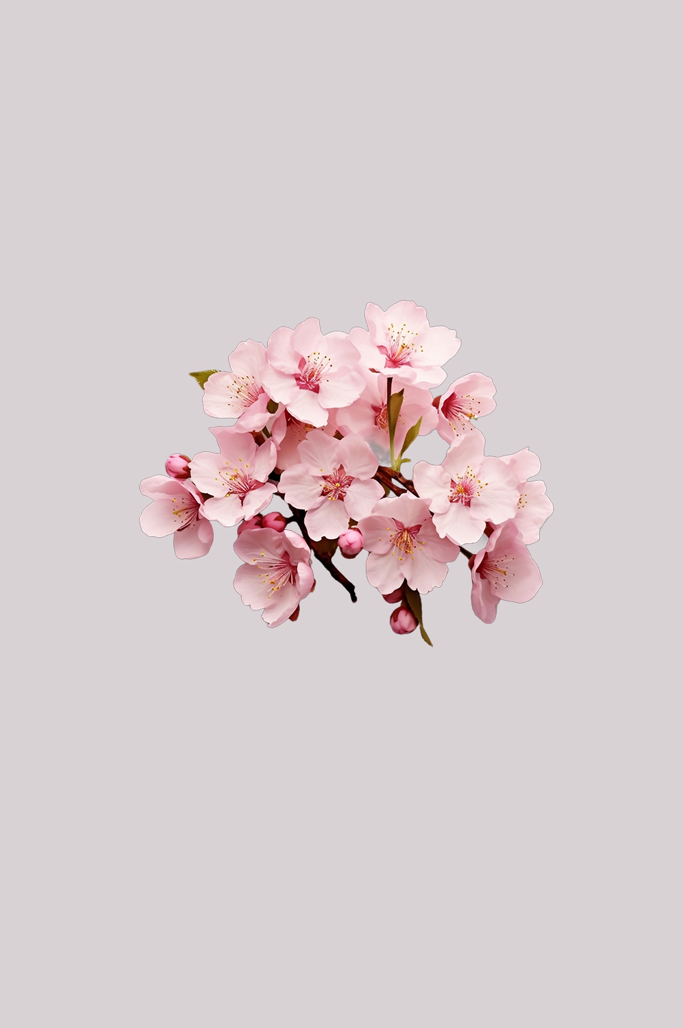 桃花素材图中国风海报设计桃树花枝透明背景68