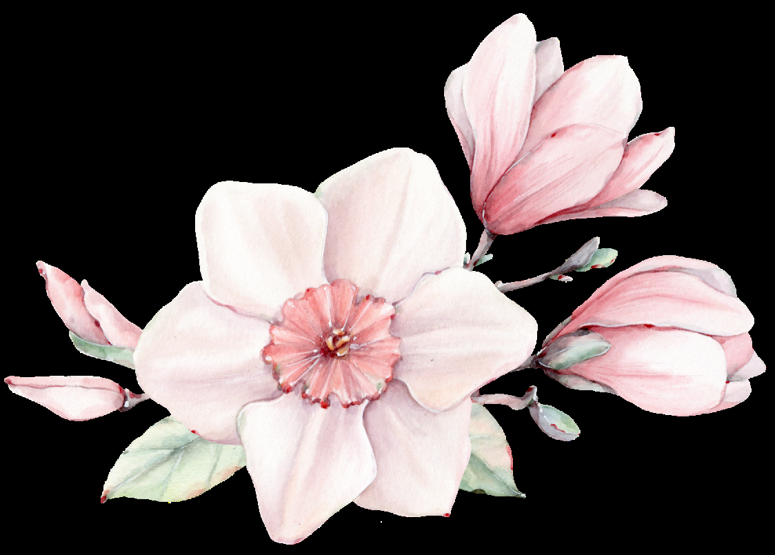手绘淡雅玉兰花枝花朵装饰元素插图免抠素材34