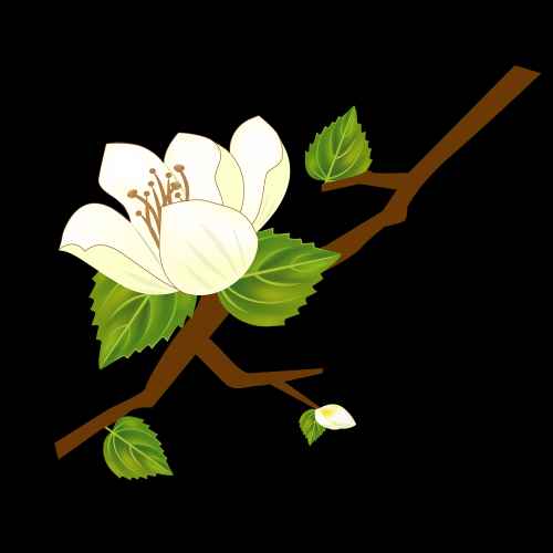 清新淡雅栀子花朵图片素材免抠元素17