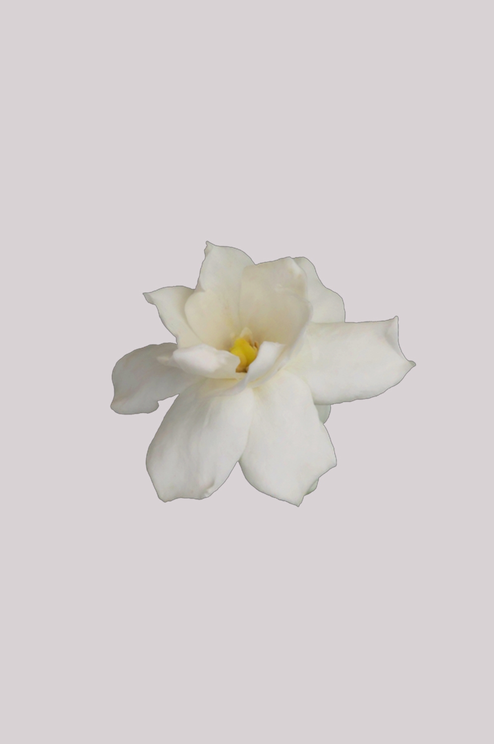 清新淡雅栀子花朵图片素材免抠元素8