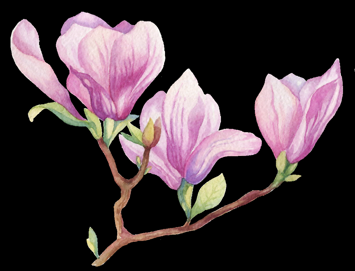 手绘淡雅玉兰花枝花朵装饰元素插图免抠素材46