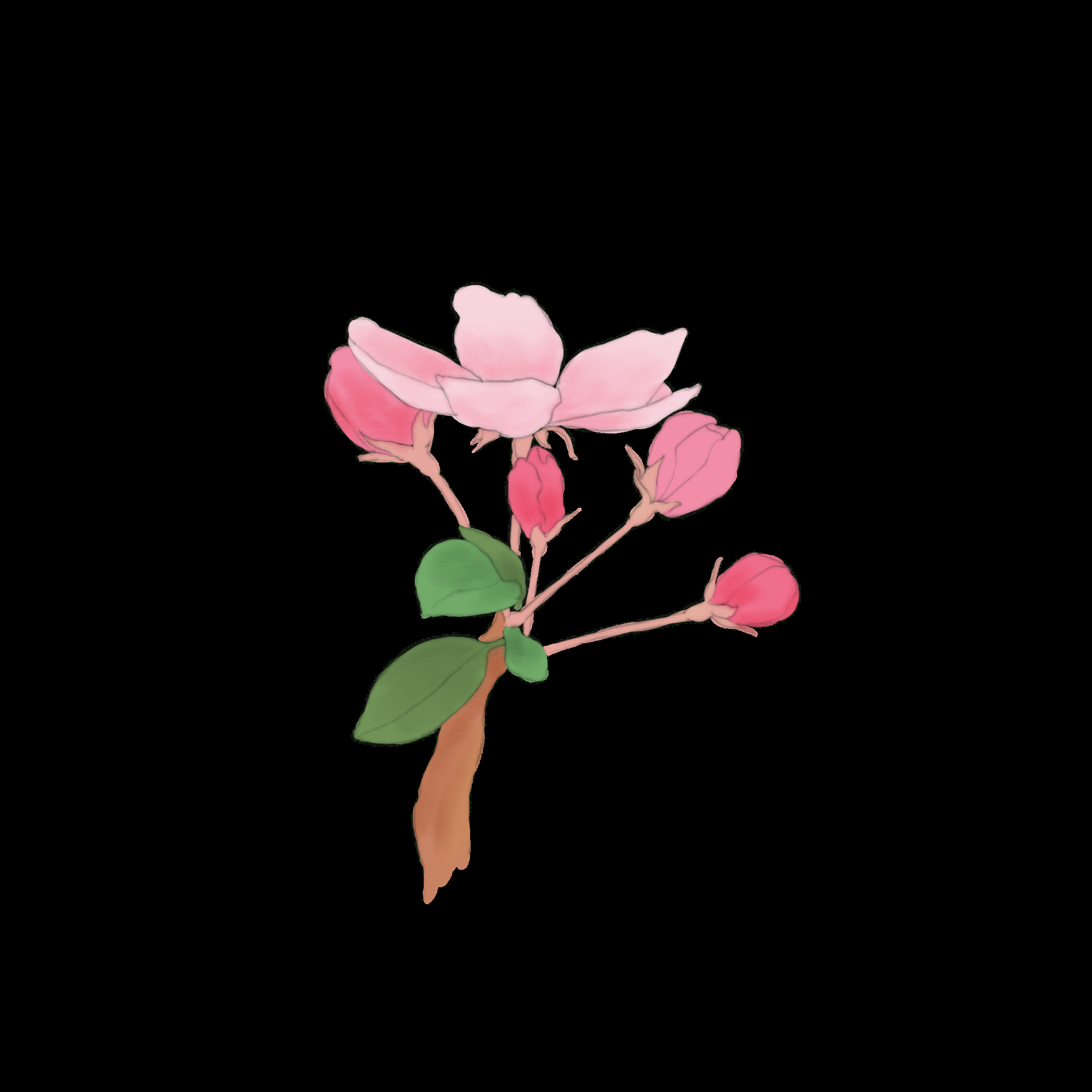 海棠花免抠元素装饰图案插画21