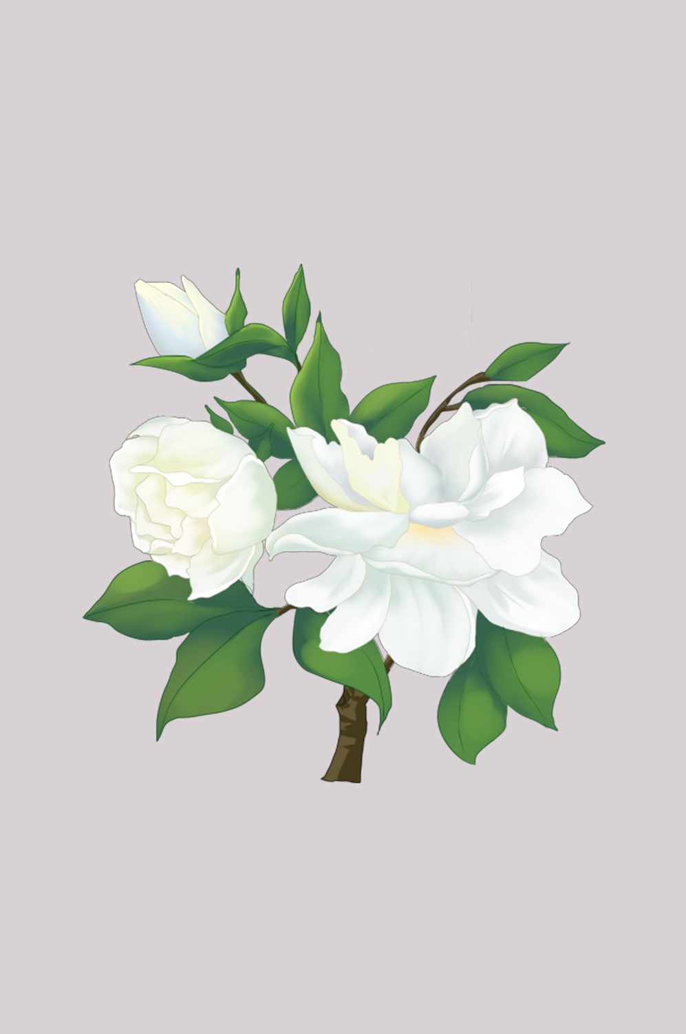 清新淡雅栀子花朵图片素材免抠元素13