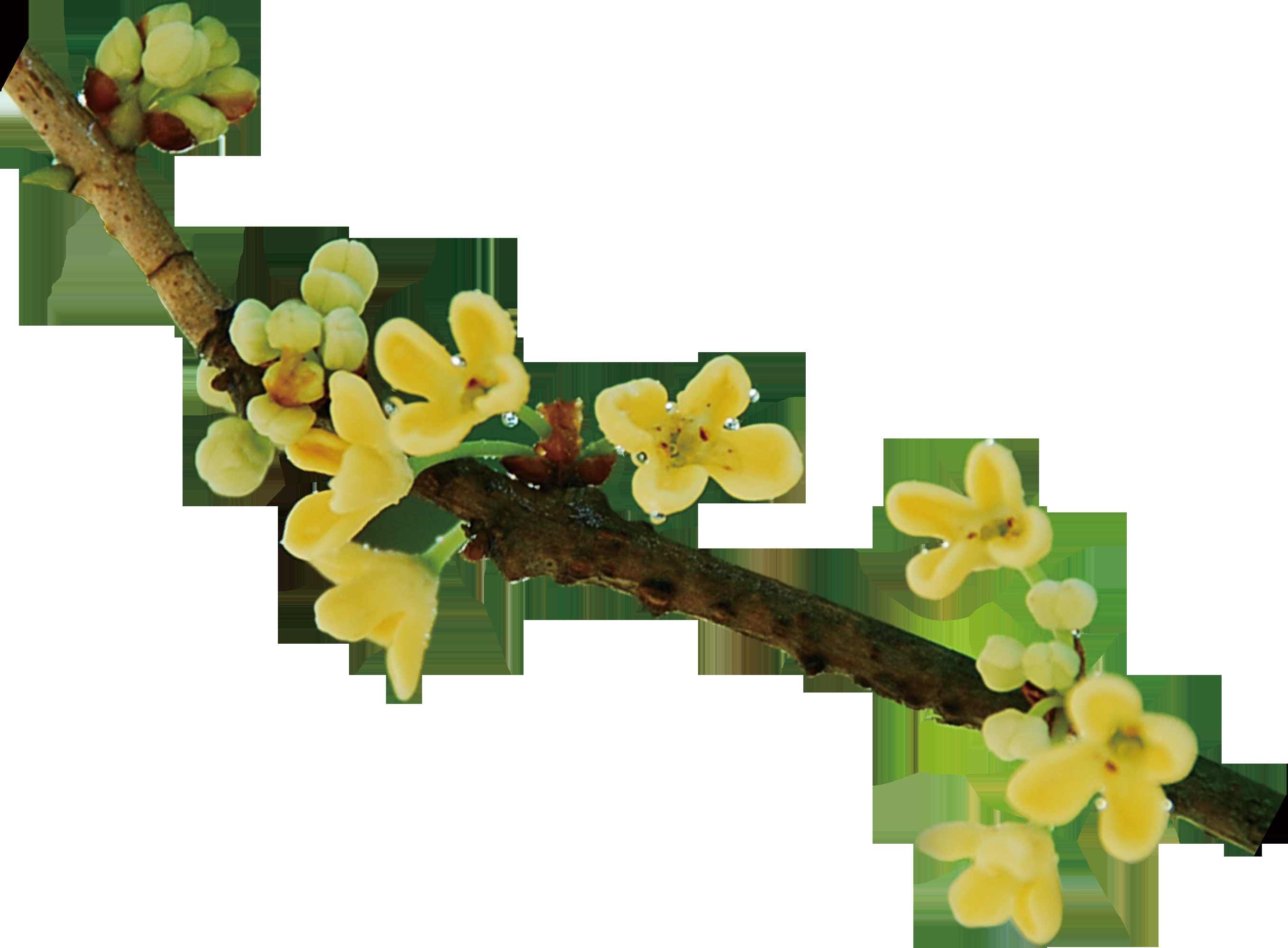 卡通手绘桂花花枝图案素材元素47