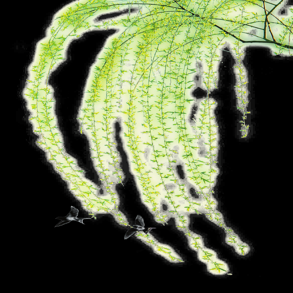 燕子素材春天元素燕子柳树图片装饰插图免抠4