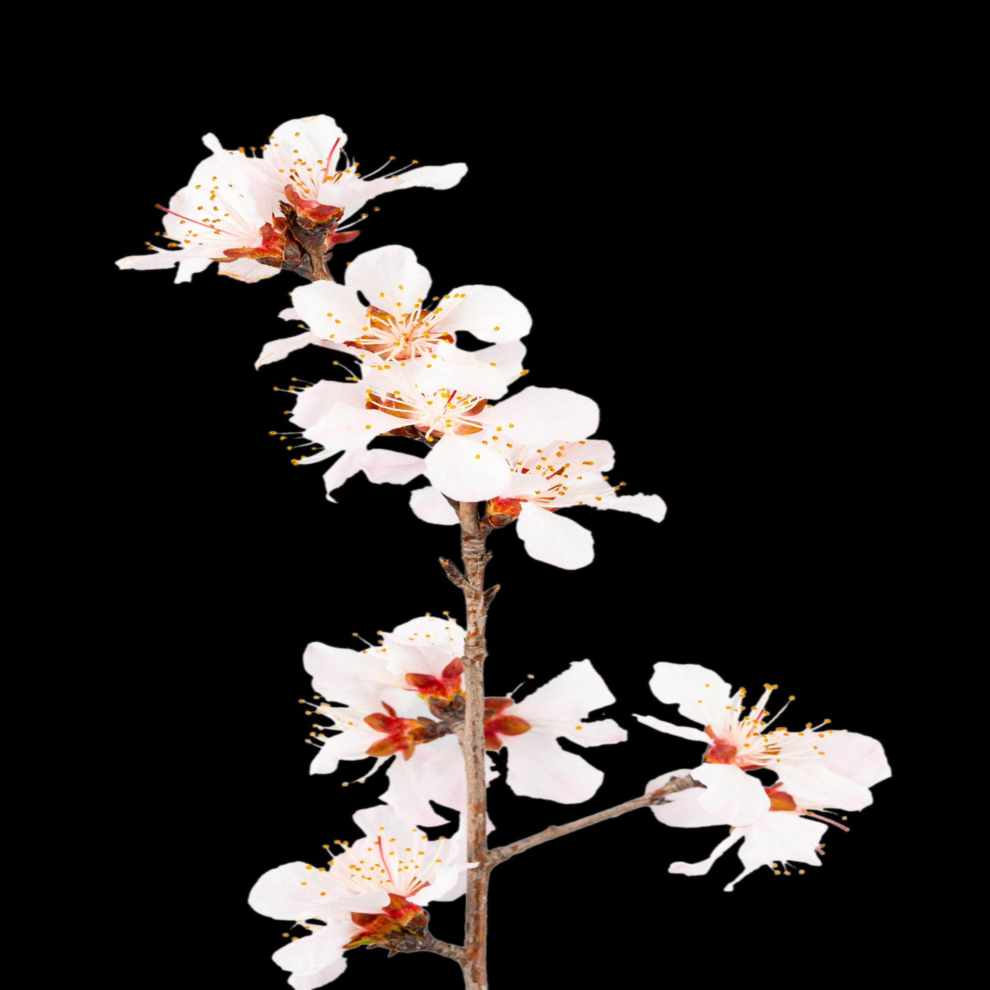 桃花素材图中国风海报设计桃树花枝透明背景53