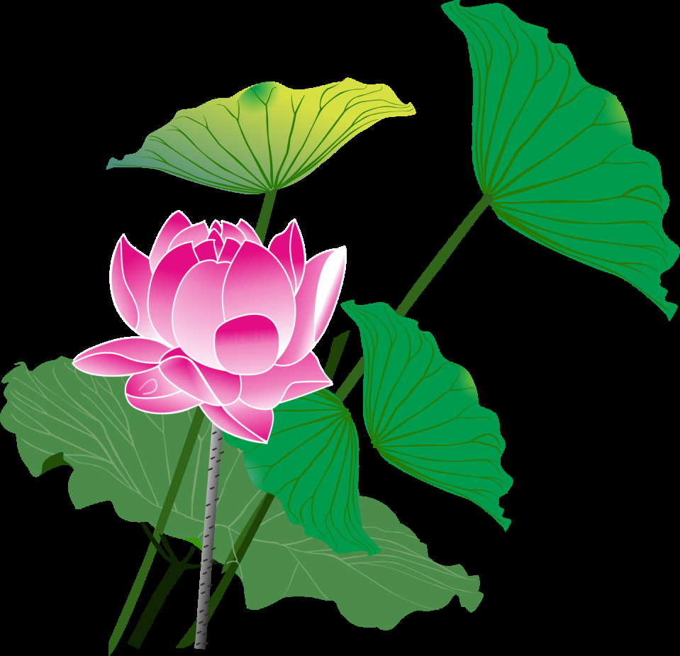 荷叶荷花素材插画装饰元素透明背景免抠素材22