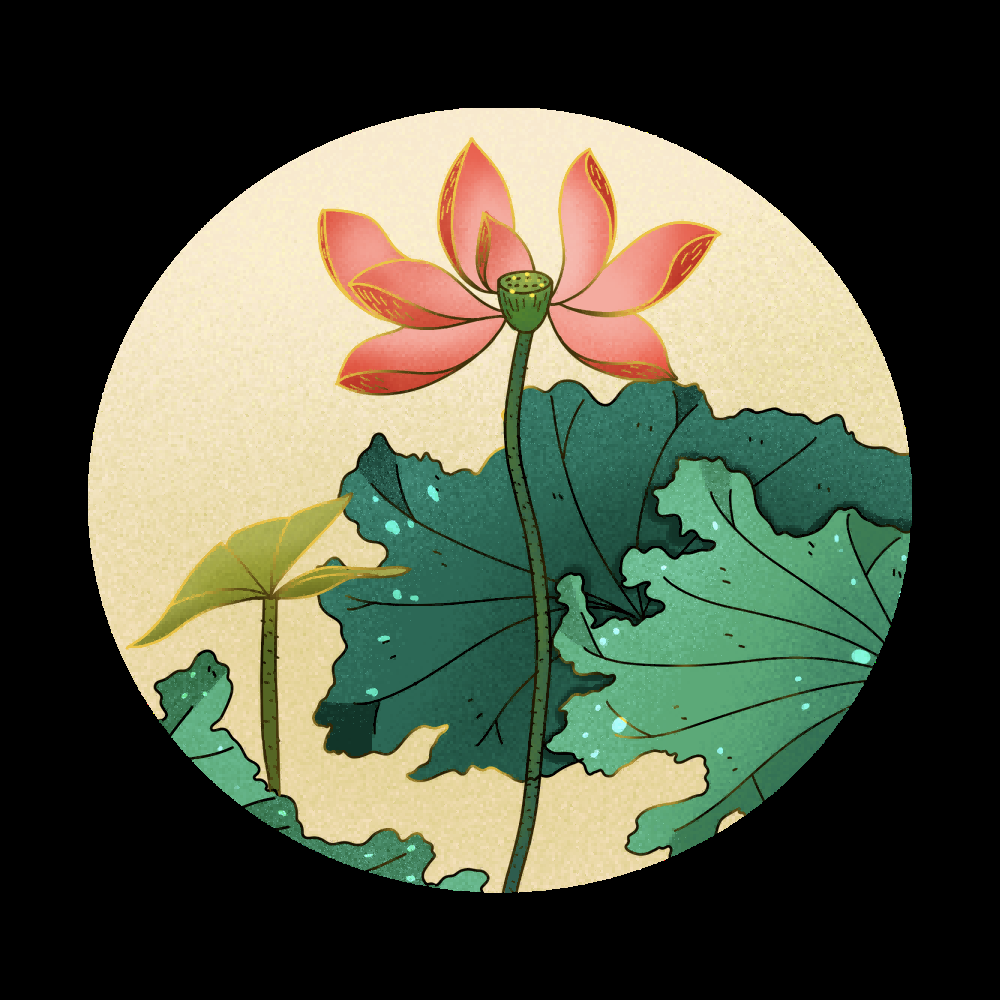 荷叶荷花素材插画装饰元素透明背景免抠素材50