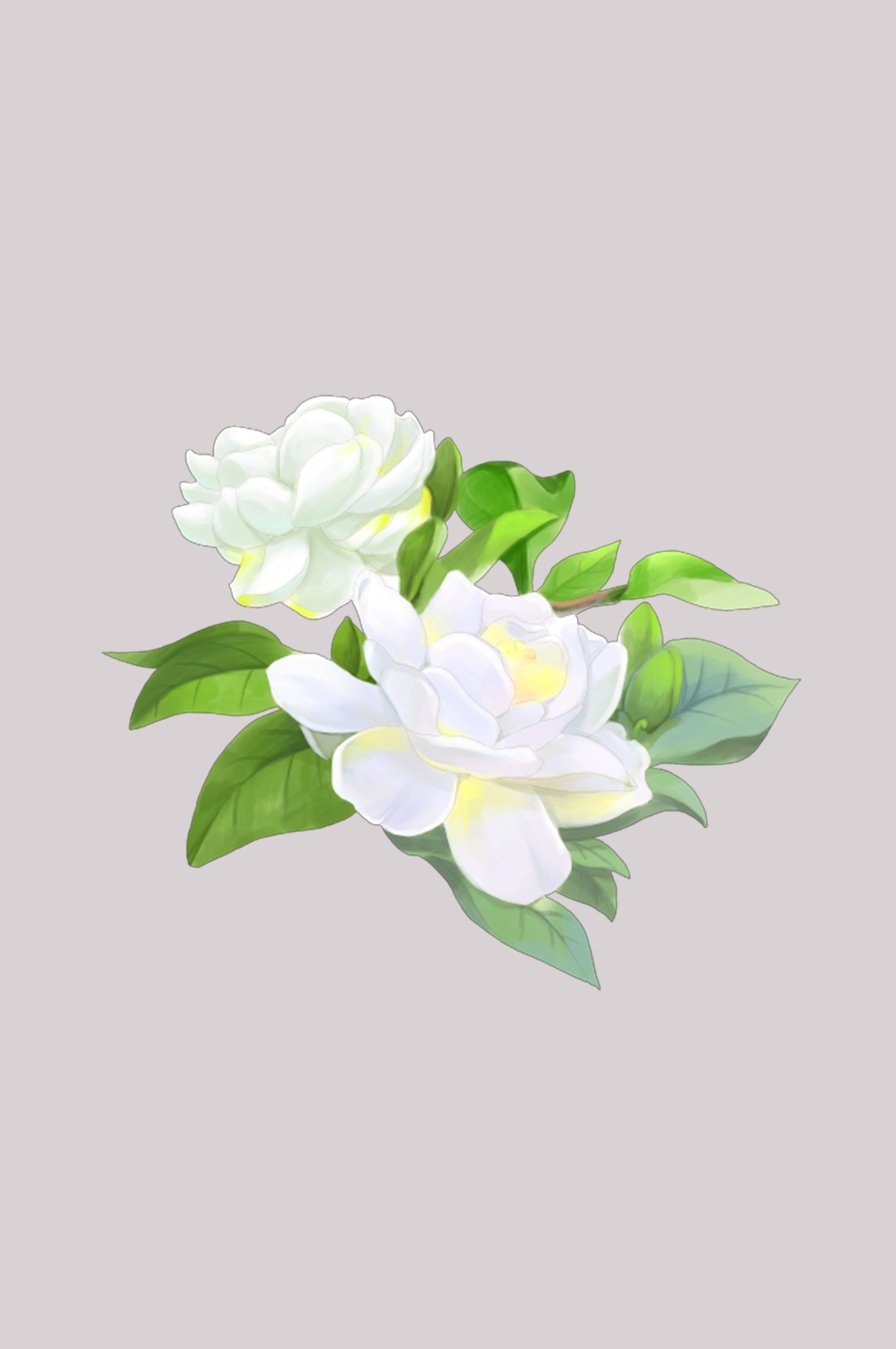 清新淡雅栀子花朵图片素材免抠元素33