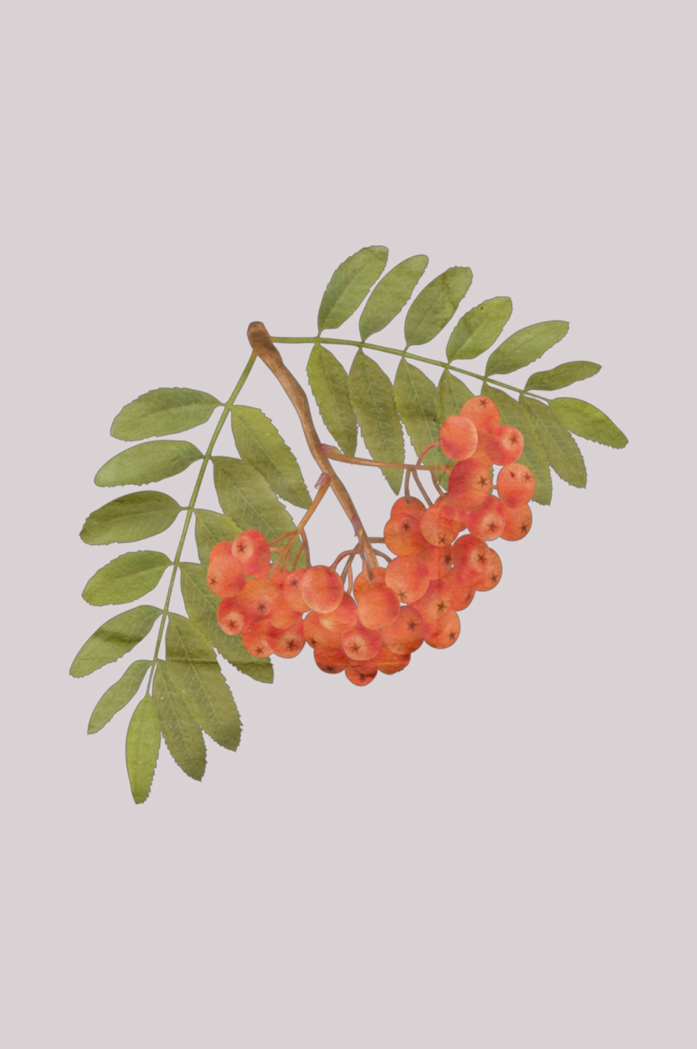 手绘山楂果图片素材装饰元素插画 免抠素材元素 (13)