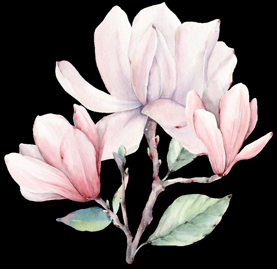 手绘淡雅玉兰花枝花朵装饰元素插图免抠素材2