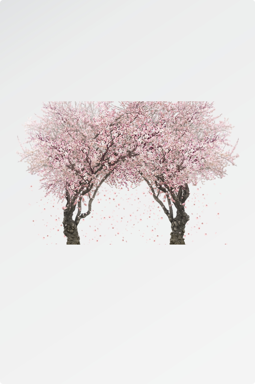 唯美樱花花树花枝樱花飘落图片装饰插图免抠22