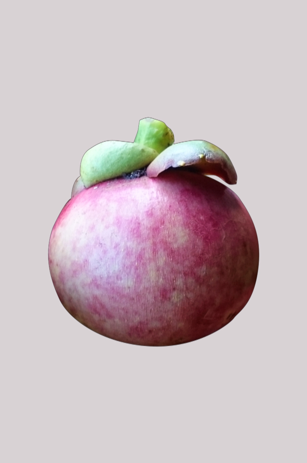 水果山竹图片插画装饰元素免抠元素 (10)