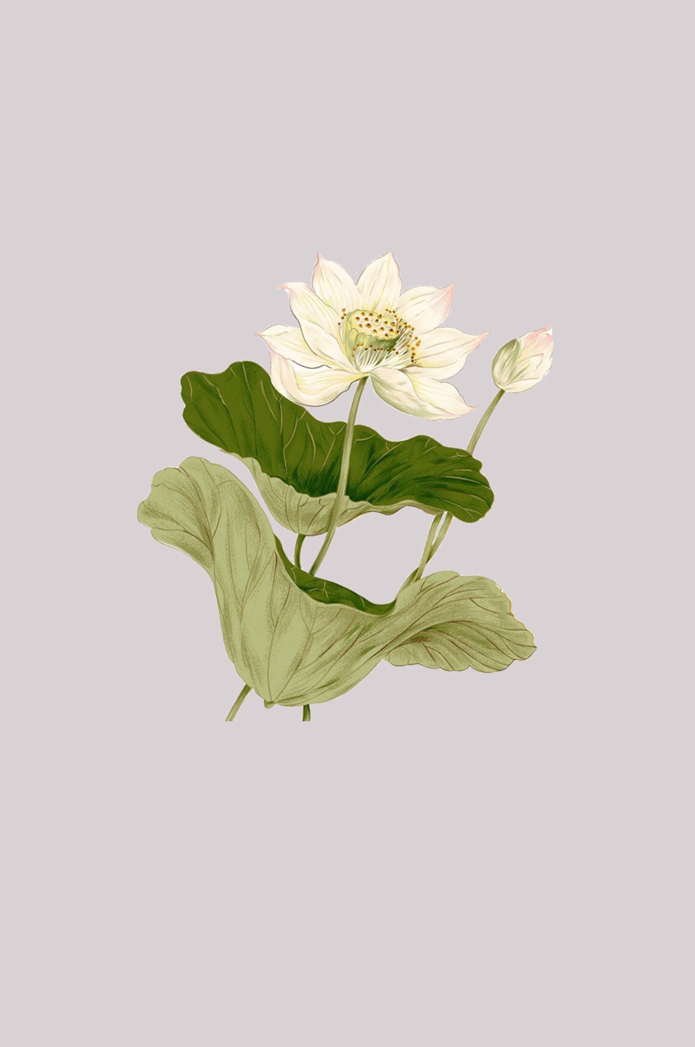 荷叶荷花素材插画装饰元素透明背景免抠素材41