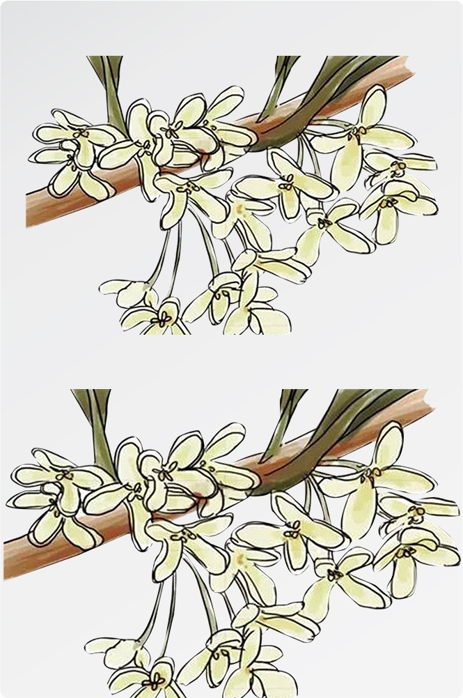 卡通手绘桂花花枝图案素材元素27