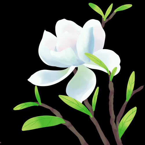 清新淡雅栀子花朵图片素材免抠元素29