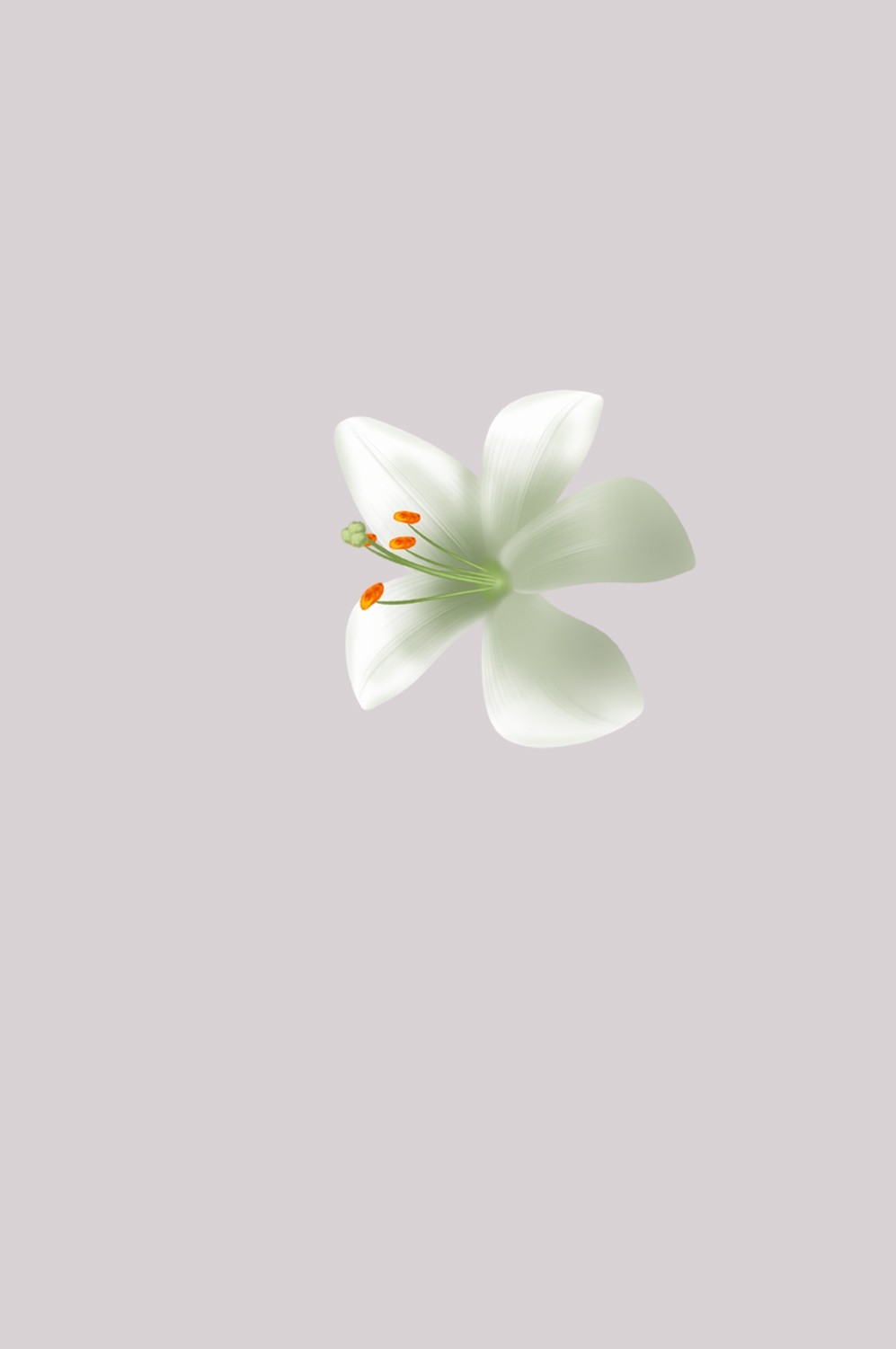 百合花免抠素材1