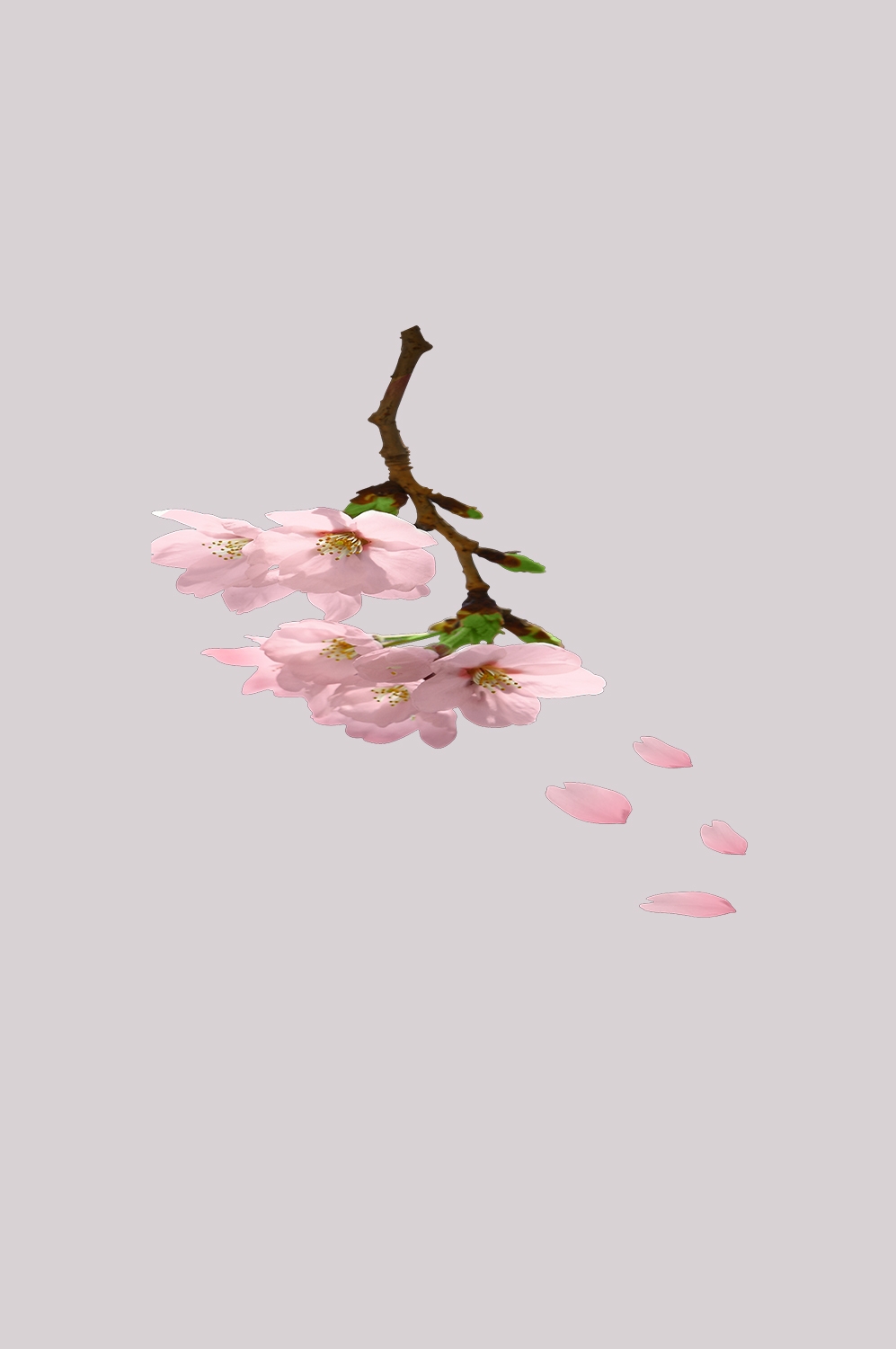 桃花素材图中国风海报设计桃树花枝透明背景61