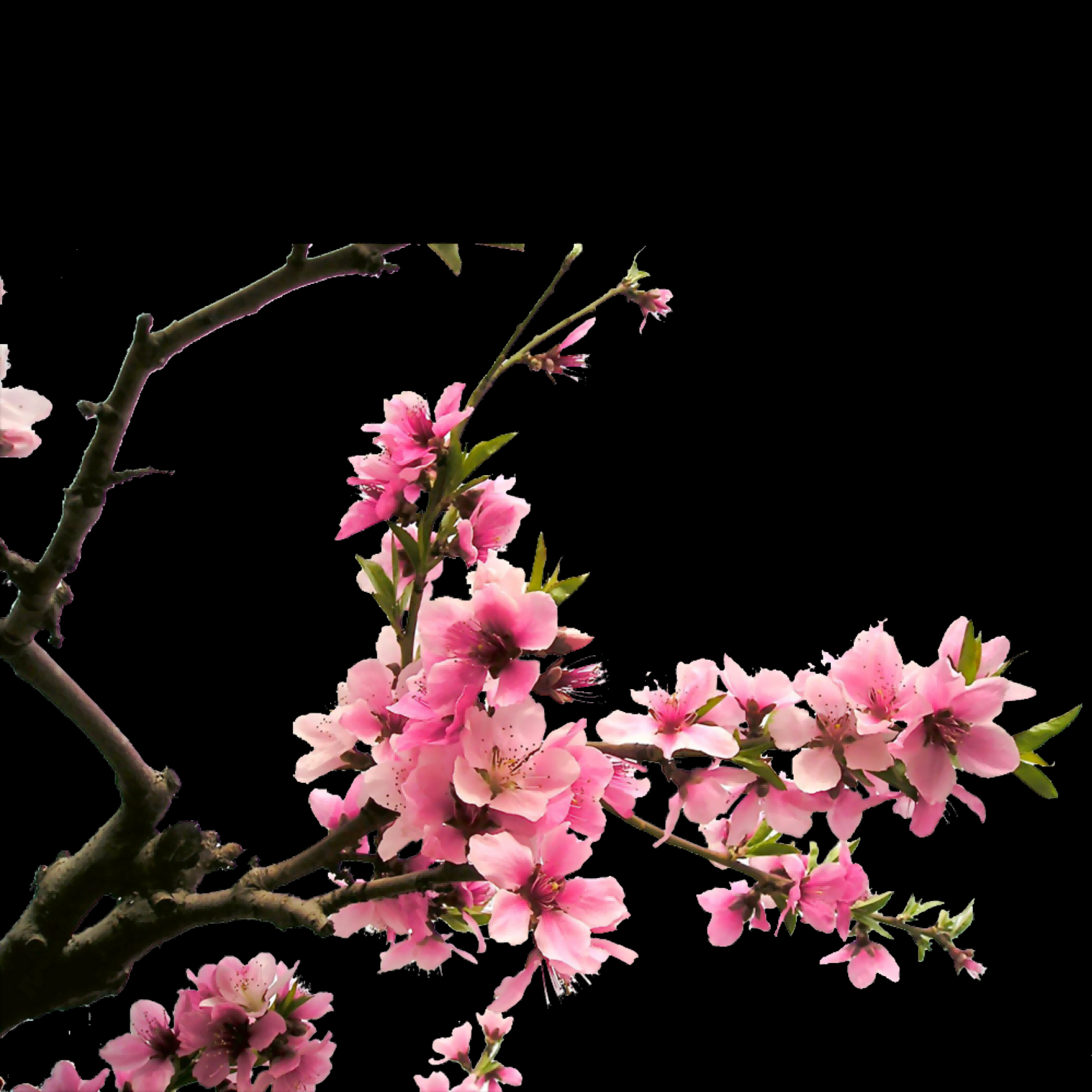 桃花素材图中国风海报设计桃树花枝透明背景4