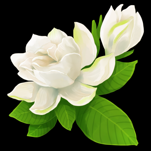 清新淡雅栀子花朵图片素材免抠元素2