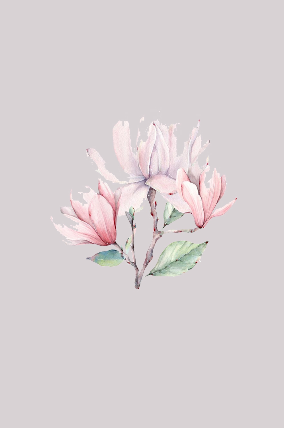 手绘淡雅玉兰花枝花朵装饰元素插图免抠素材5