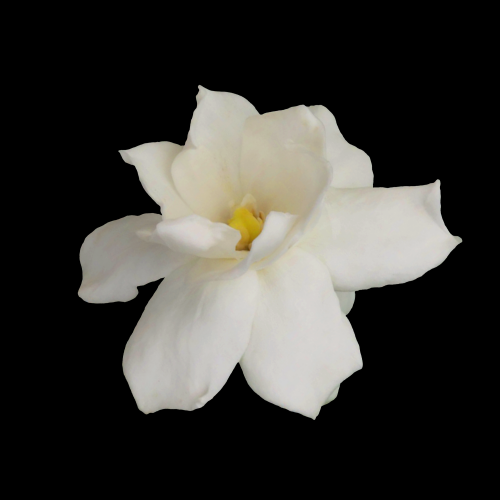 清新淡雅栀子花朵图片素材免抠元素8