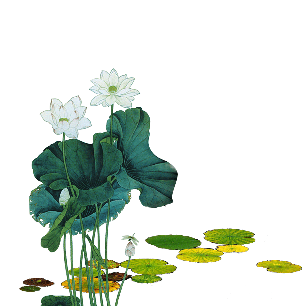 荷叶荷花素材插画装饰元素透明背景免抠素材52