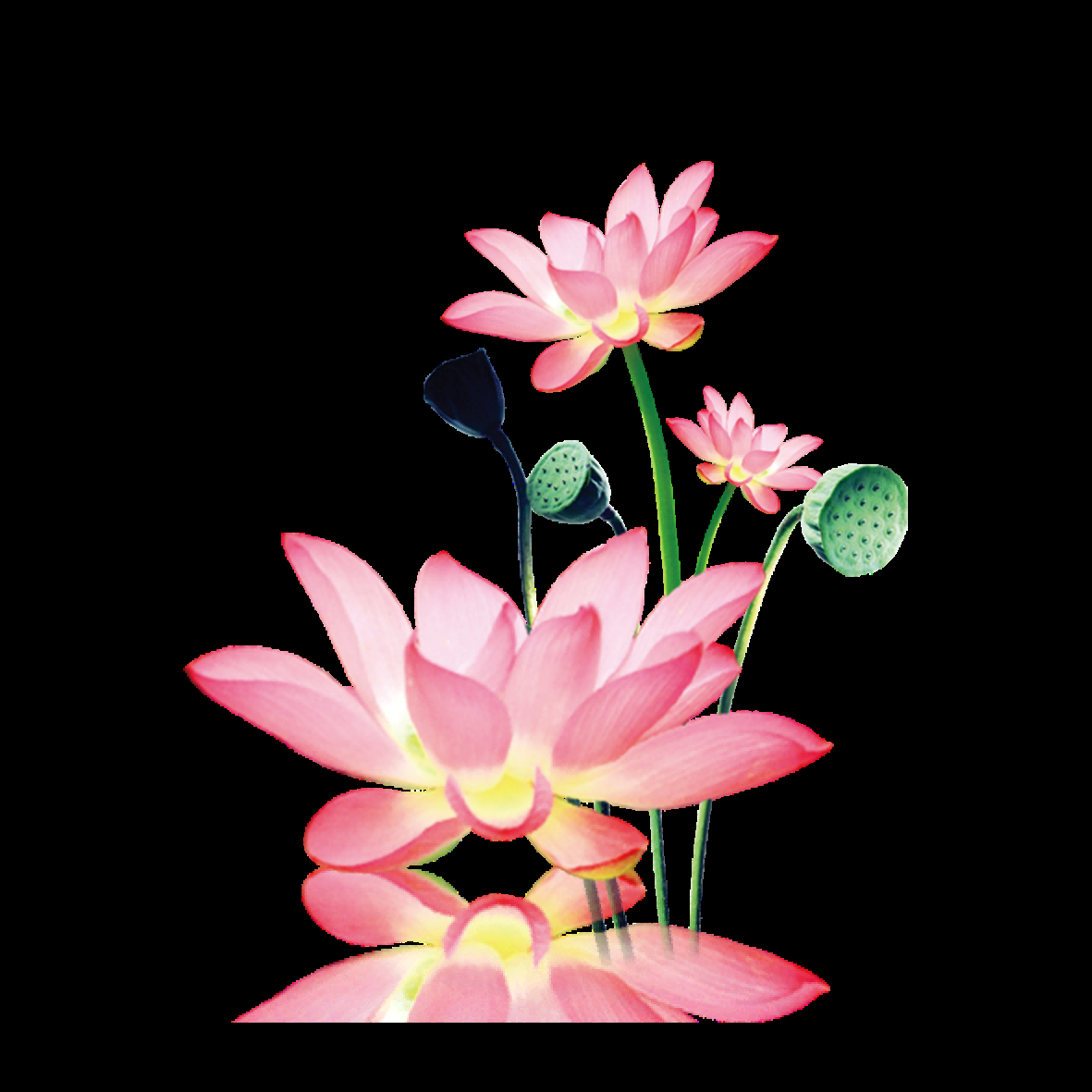 荷叶荷花素材插画装饰元素透明背景免抠素材12