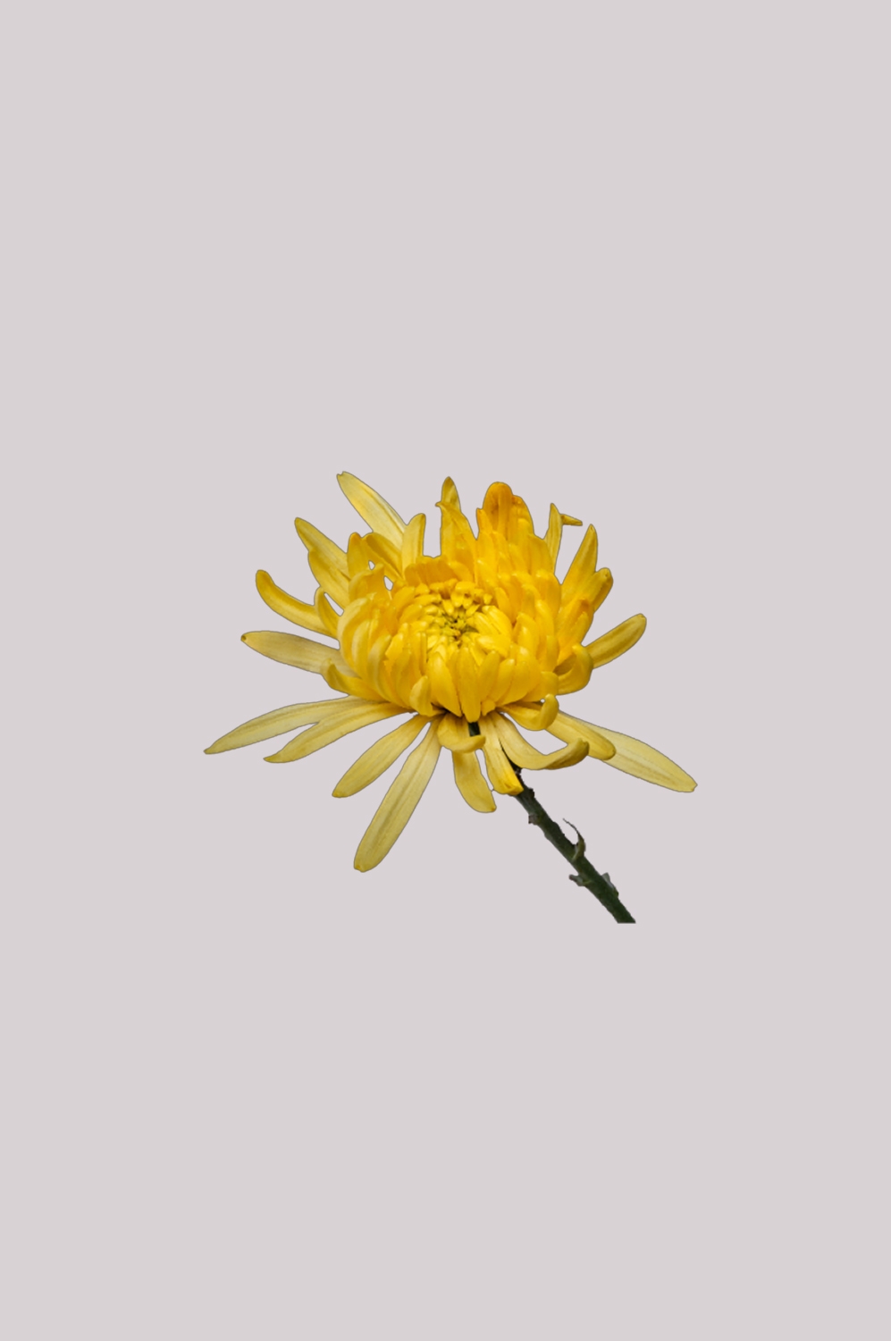 菊花雏菊装饰免抠元素素材25