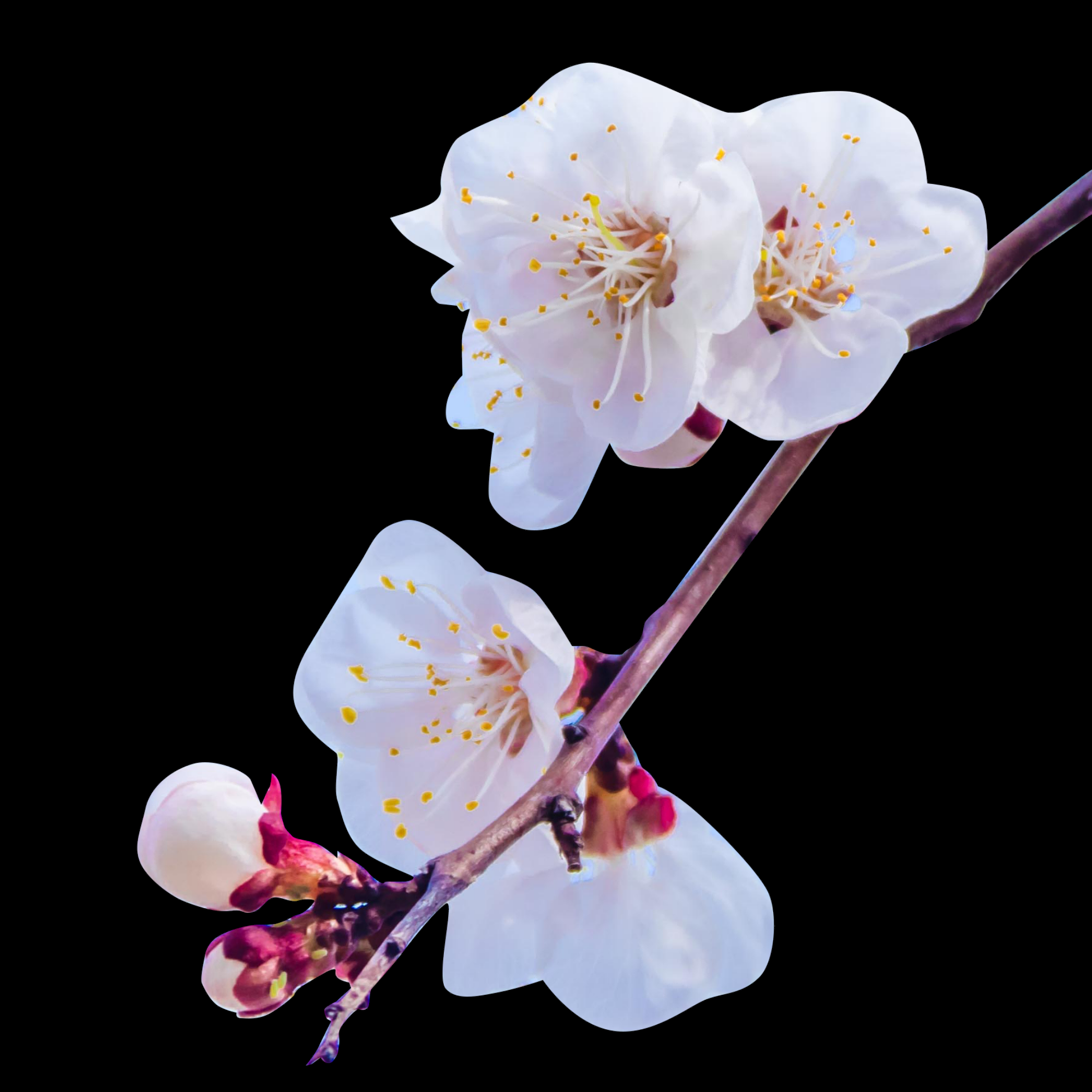 桃花素材图中国风海报设计桃树花枝透明背景66