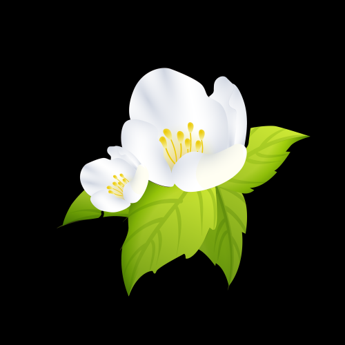 清新淡雅栀子花朵图片素材免抠元素6