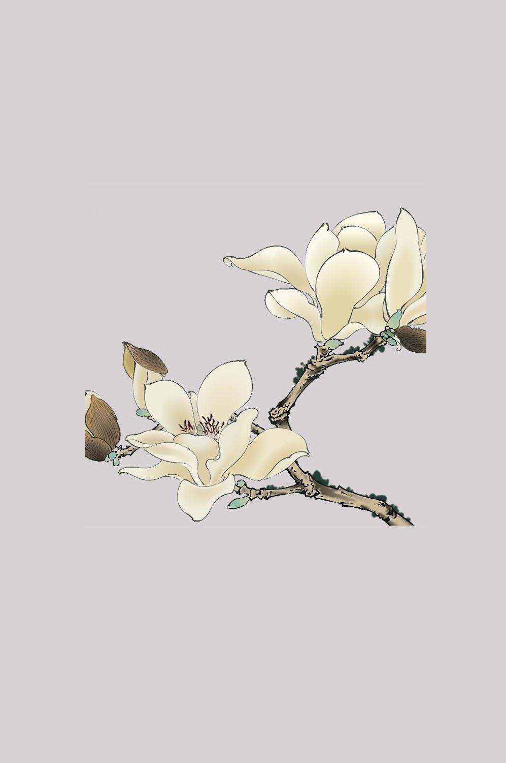 手绘淡雅玉兰花枝花朵装饰元素插图免抠素材18
