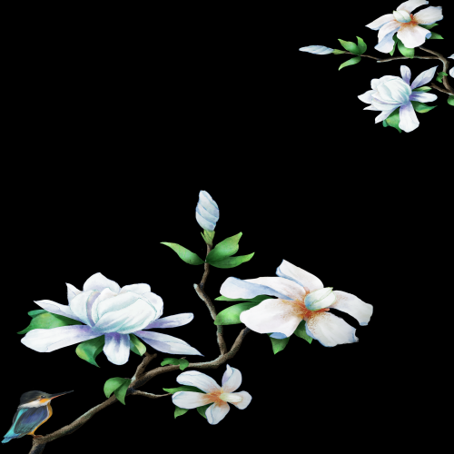 清新淡雅栀子花朵图片素材免抠元素19