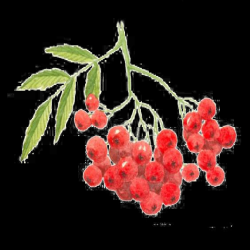 手绘山楂果图片素材装饰元素插画 免抠素材元素 (22)