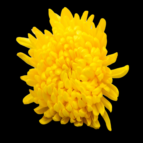 菊花雏菊装饰免抠元素素材36