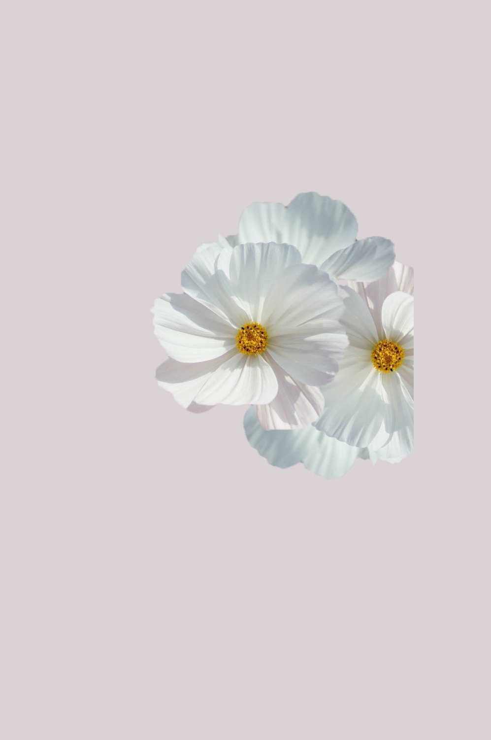 山茶花图片装饰图案插画素材27