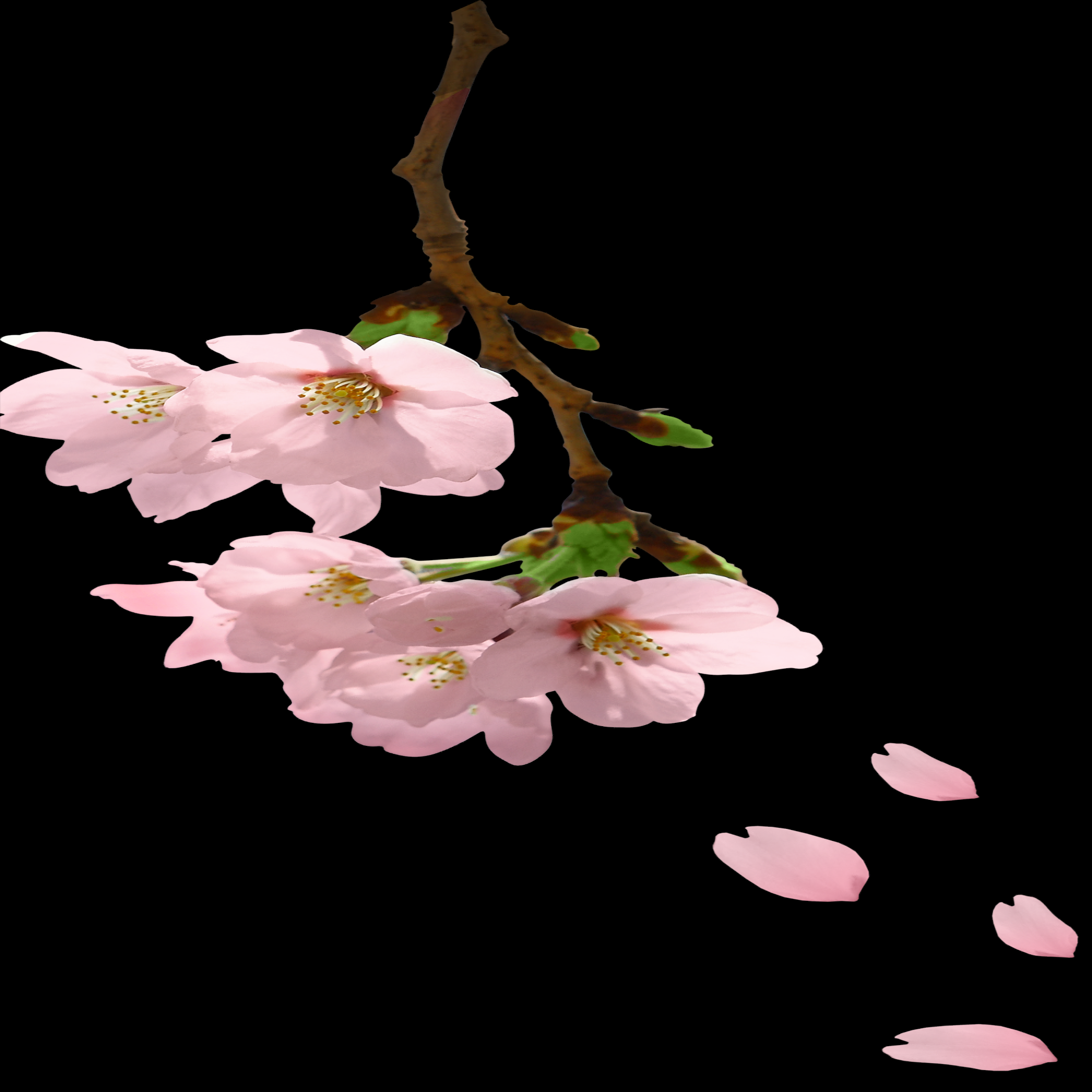 桃花素材图中国风海报设计桃树花枝透明背景61