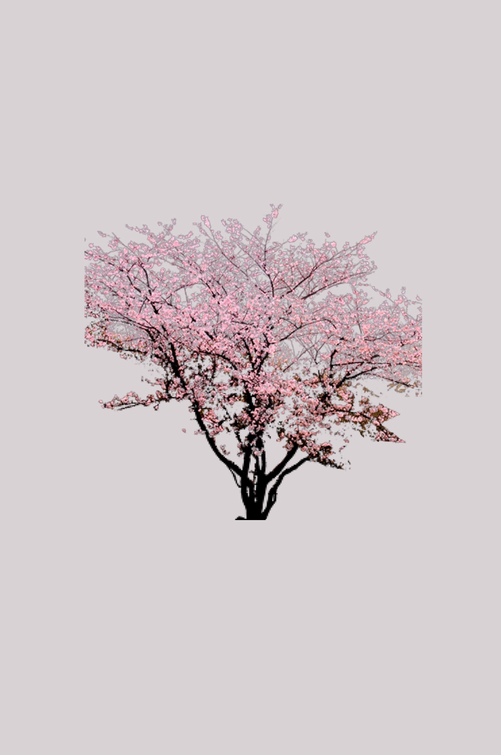 桃花素材图中国风海报设计桃树花枝透明背景74