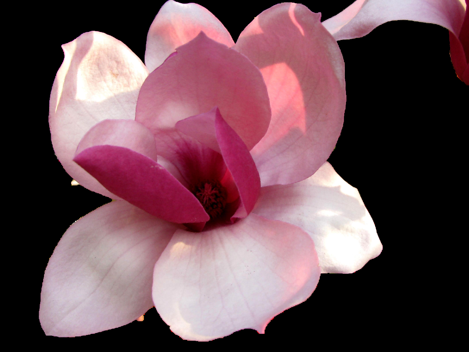 手绘淡雅玉兰花枝花朵装饰元素插图免抠素材6