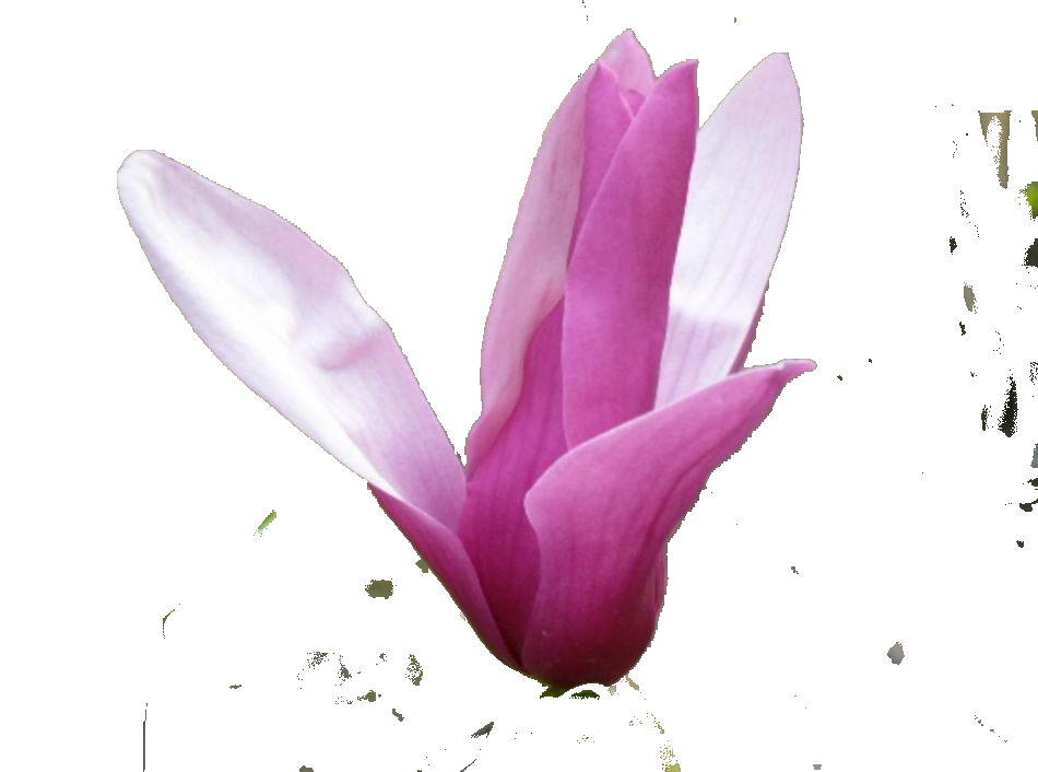 手绘淡雅玉兰花枝花朵装饰元素插图免抠素材33
