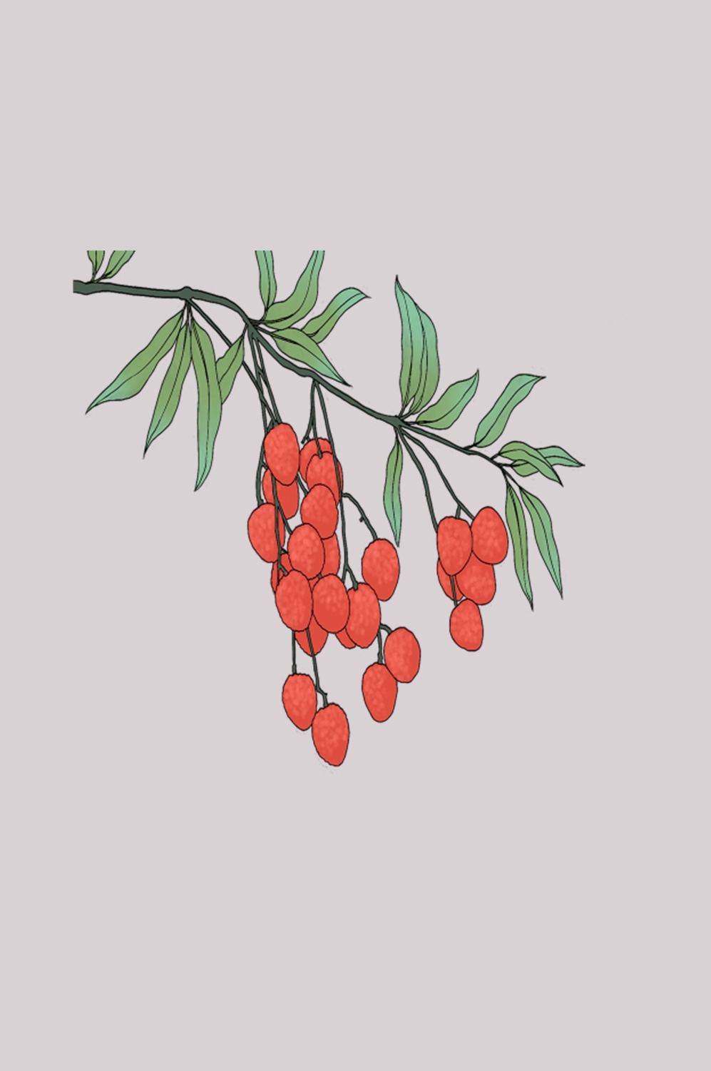 手绘荔枝图片素材装饰元素插画 png透明背景 (24)