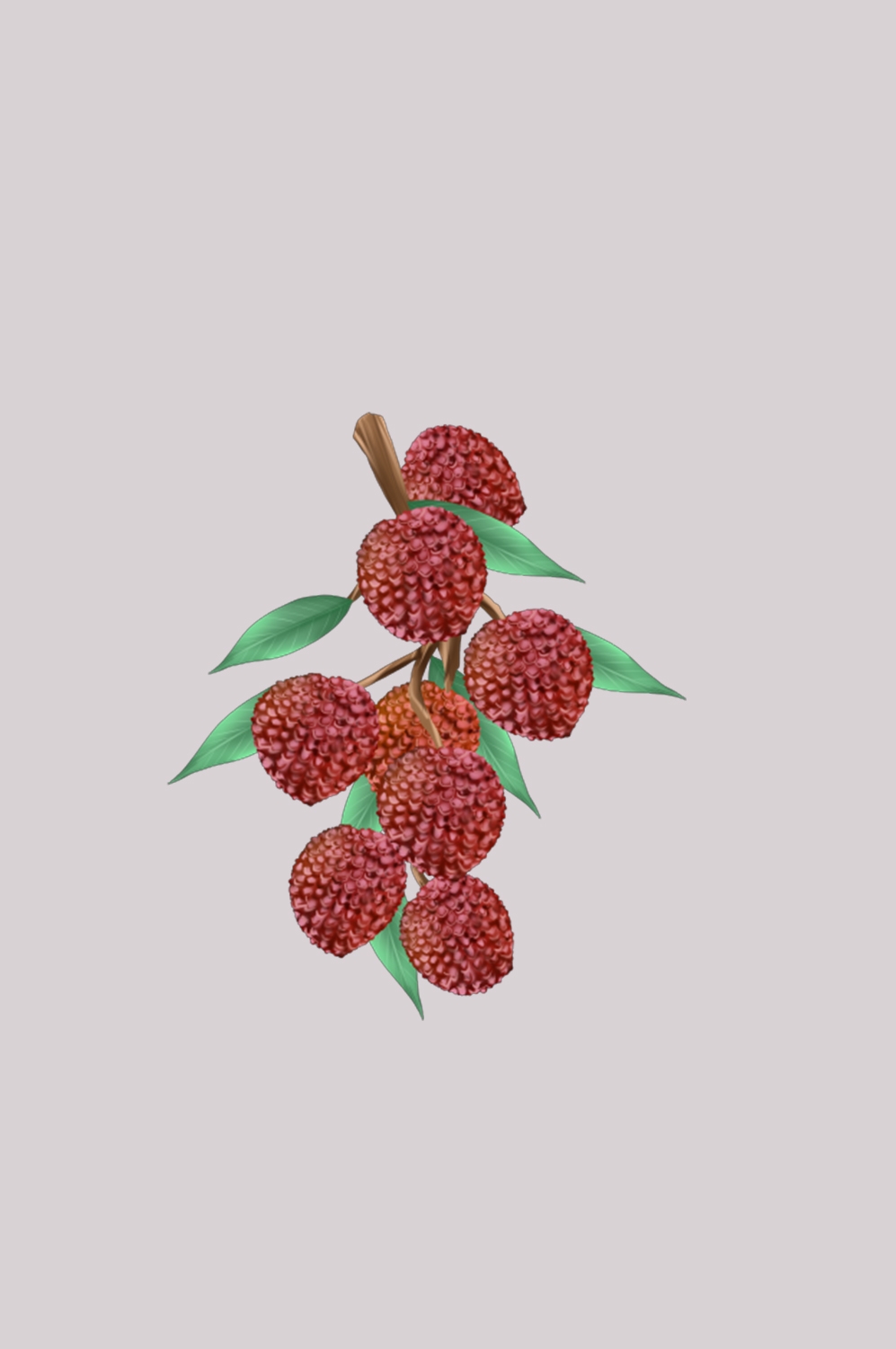 手绘荔枝图片素材装饰元素插画 png透明背景 (94)
