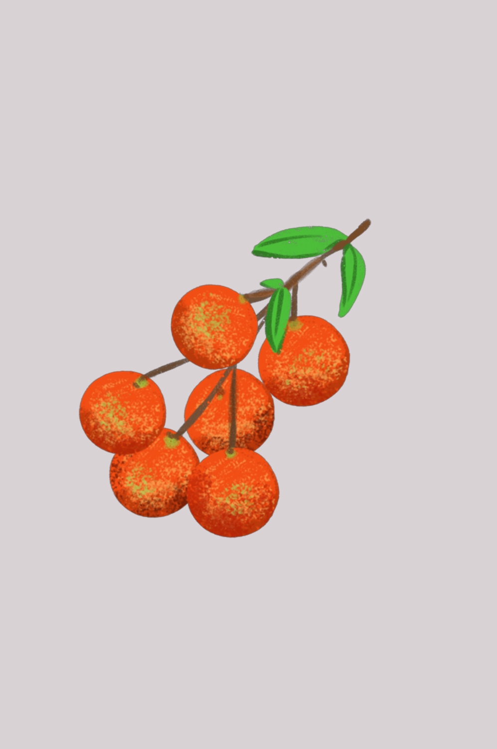手绘荔枝图片素材装饰元素插画 png透明背景 (70)