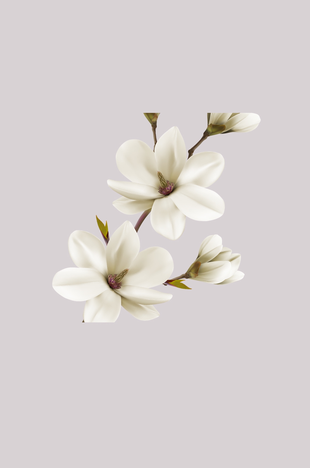 手绘淡雅玉兰花枝花朵装饰元素插图免抠素材12