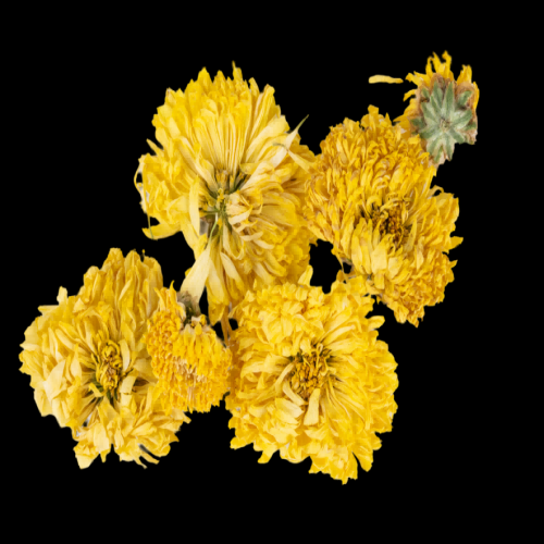 菊花雏菊装饰免抠元素素材15