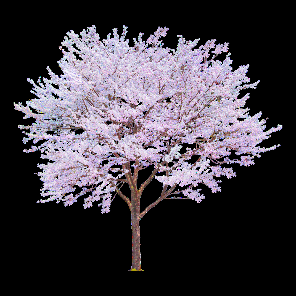 唯美樱花花树花枝樱花飘落图片装饰插图免抠40